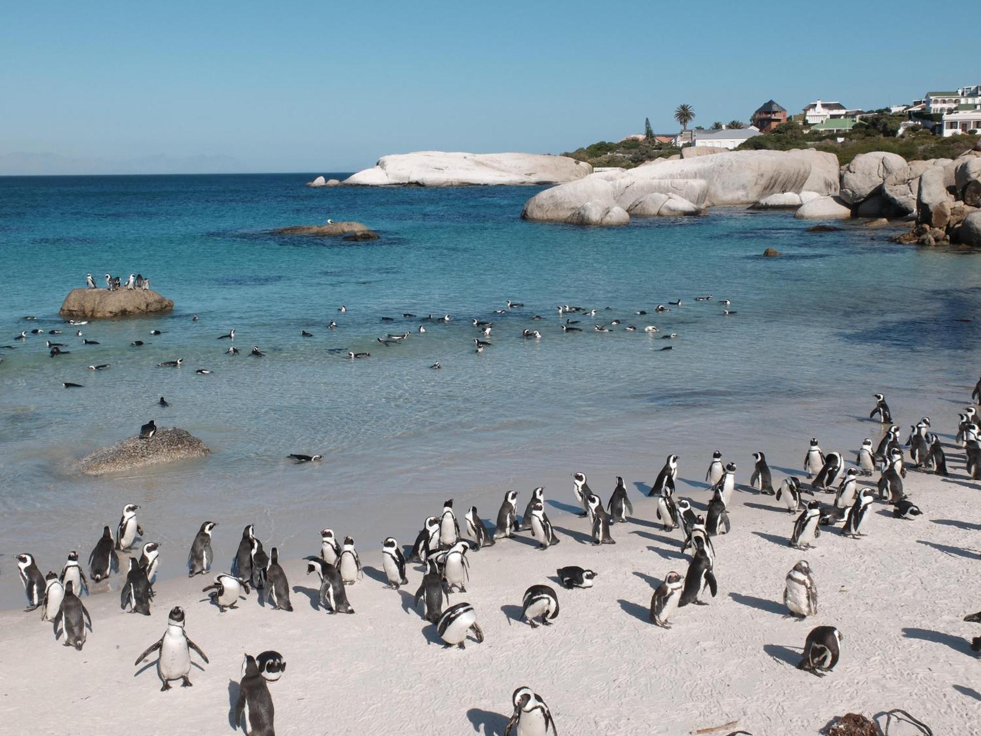 Penguin Haven . Luxury 2 Bedroom, Boulders Beach. Kapstadt Exterior foto