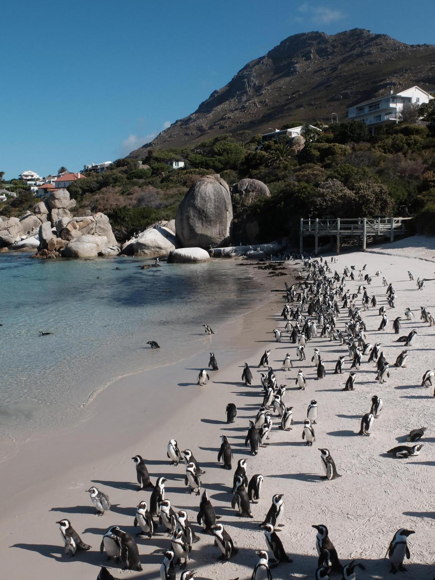 Penguin Haven . Luxury 2 Bedroom, Boulders Beach. Kapstadt Exterior foto